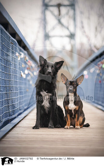 2 Hunde / 2 dogs / JAM-02792