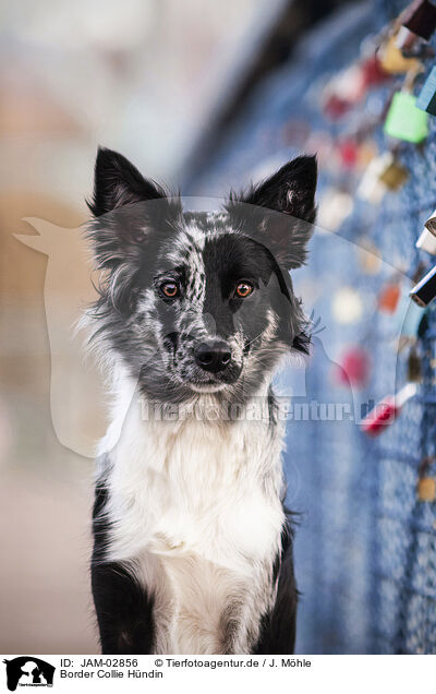 Border Collie Hndin / female Border Collie / JAM-02856