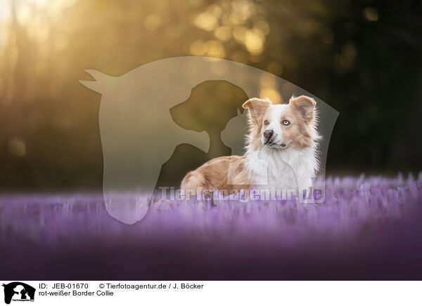 rot-weier Border Collie / red-white Border Collie / JEB-01670