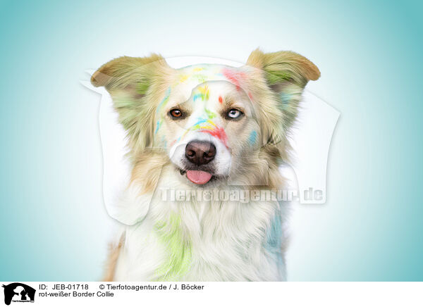 rot-weier Border Collie / JEB-01718