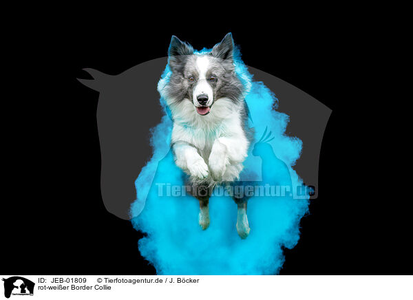rot-weier Border Collie / JEB-01809