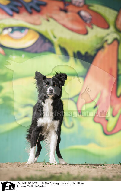 Border Collie Hndin / female Border Collie / KFI-02107