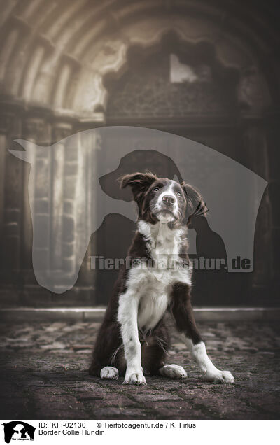 Border Collie Hndin / KFI-02130