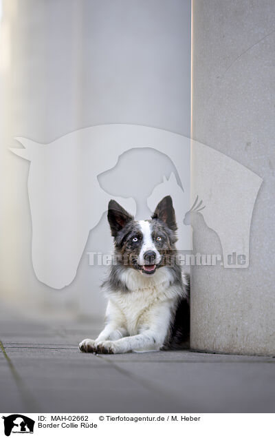 Border Collie Rde / male Border Collie / MAH-02662