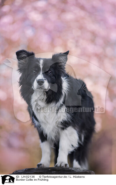 Border Collie im Frhling / LH-02136