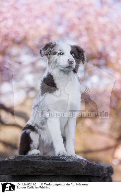 Border Collie im Frhling / LH-02146