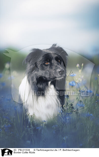 Border Collie Rde / male Border Collie / PB-01539