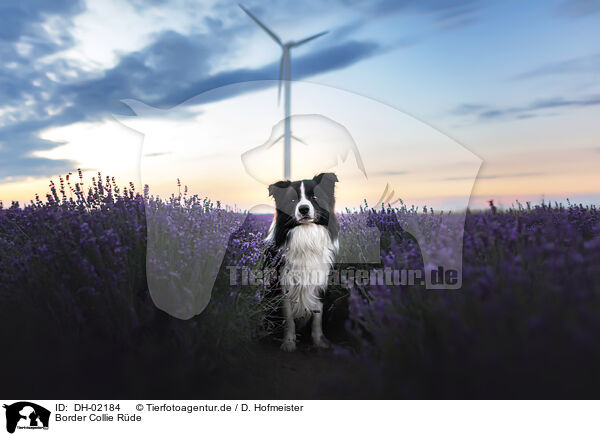 Border Collie Rde / male Border Collie / DH-02184