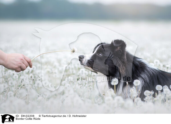 Border Collie Rde / male Border Collie / DH-02208