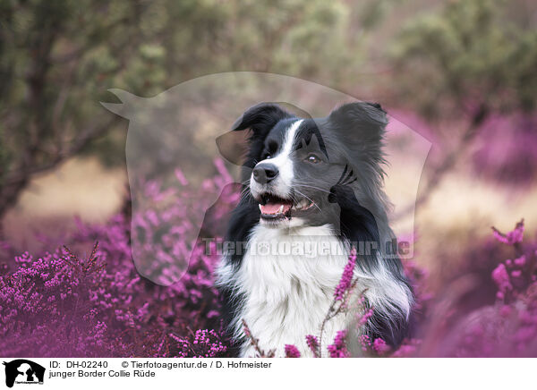 junger Border Collie Rde / young male Border Collie / DH-02240