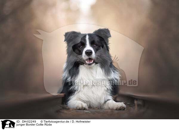 junger Border Collie Rde / young male Border Collie / DH-02249