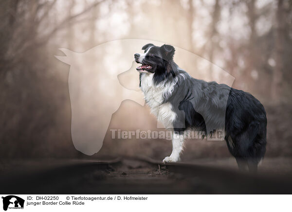 junger Border Collie Rde / young male Border Collie / DH-02250