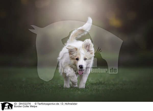 Border Collie Welpe / DH-02276