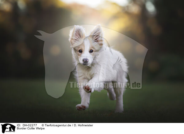 Border Collie Welpe / DH-02277