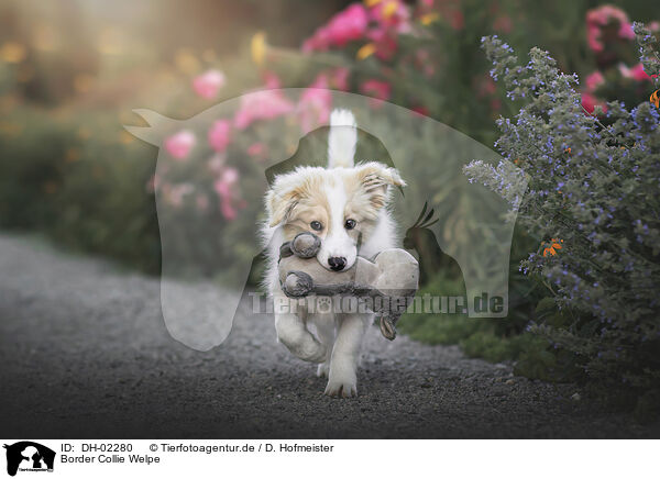 Border Collie Welpe / DH-02280
