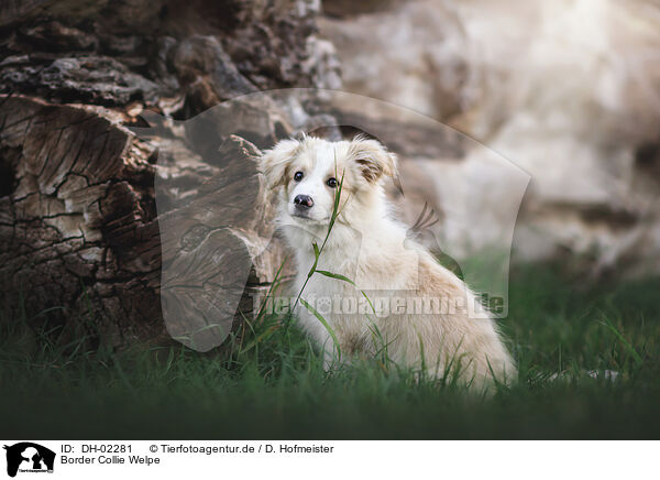 Border Collie Welpe / DH-02281
