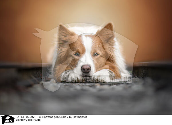 Border Collie Rde / male Border Collie / DH-02292