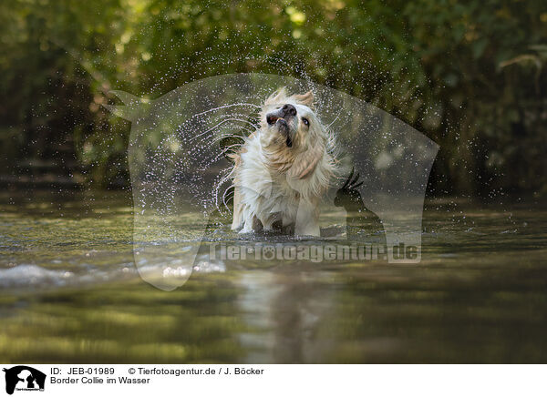 Border Collie im Wasser / Border Collie in water / JEB-01989