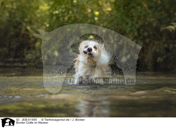 Border Collie im Wasser / Border Collie in water / JEB-01995