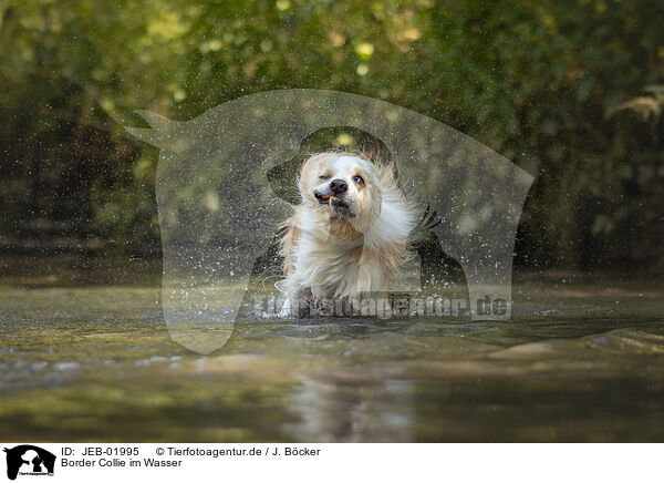 Border Collie im Wasser / JEB-01995