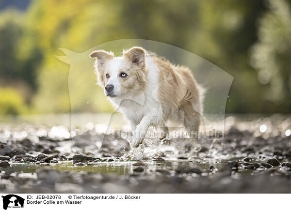 Border Collie am Wasser / Border Collie on the shore / JEB-02078