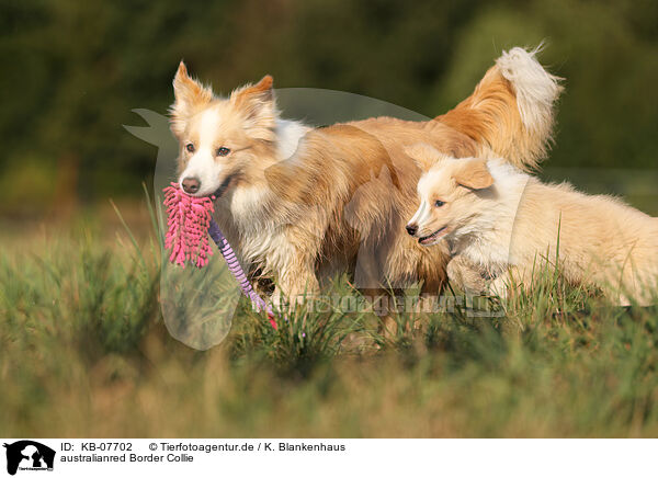 australianred Border Collie / australianred Border Collie / KB-07702