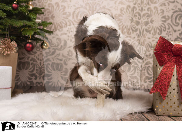 Border Collie Hndin / female Border Collie / AH-05247