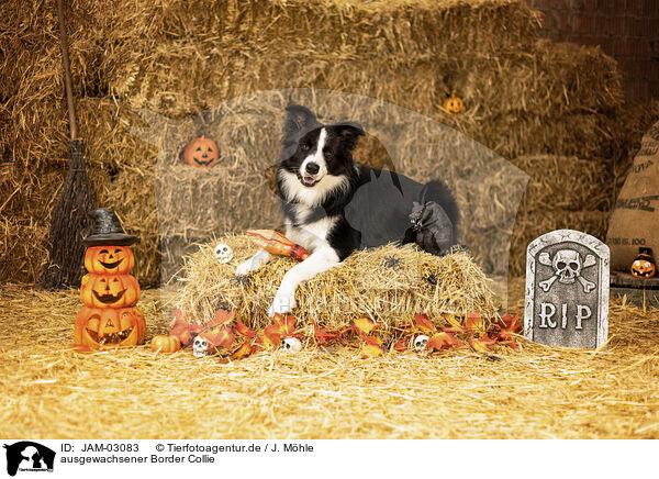 ausgewachsener Border Collie / JAM-03083