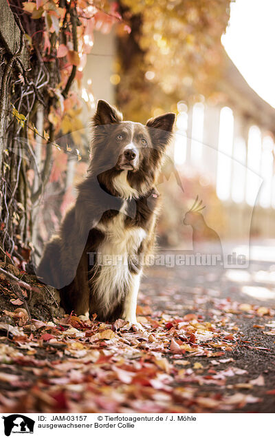 ausgewachsener Border Collie / adult Border Collie / JAM-03157