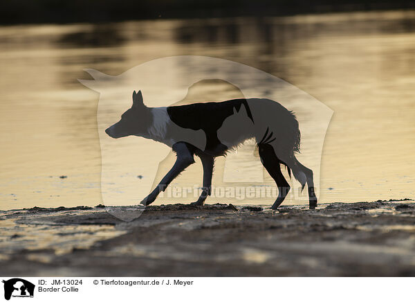 Border Collie / JM-13024