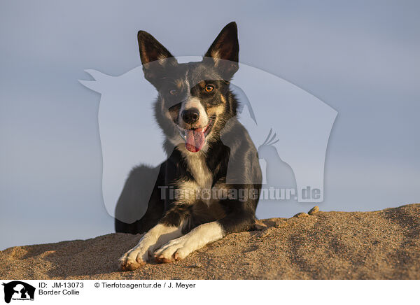 Border Collie / Border Collie / JM-13073