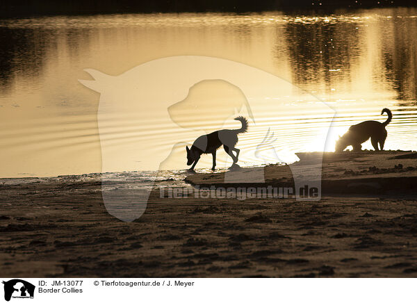 Border Collies / JM-13077
