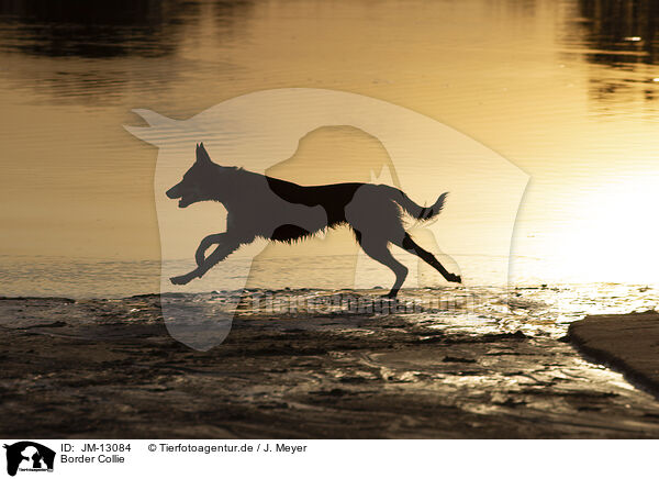 Border Collie / JM-13084