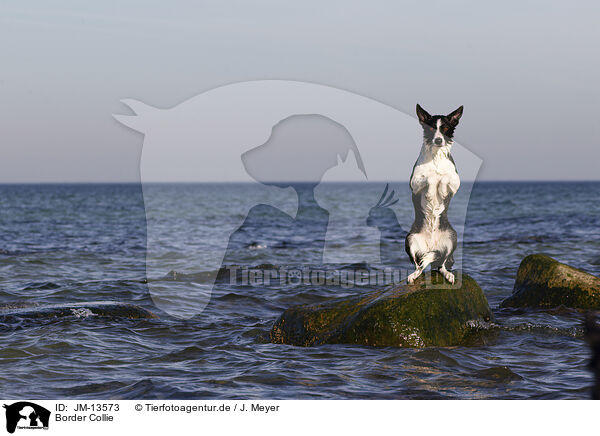 Border Collie / Border Collie / JM-13573