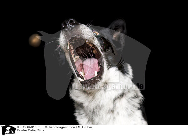 Border Collie Rde / SGR-01383