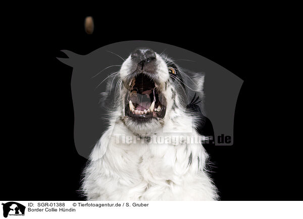 Border Collie Hndin / SGR-01388