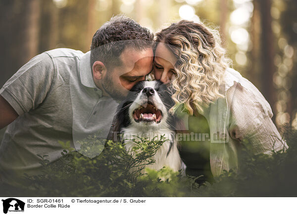 Border Collie Rde / SGR-01461