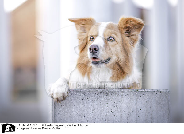 ausgewachsener Border Collie / adult Border Collie / AE-01837