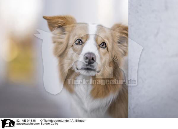 ausgewachsener Border Collie / adult Border Collie / AE-01838