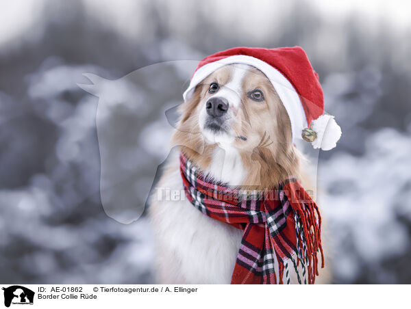 Border Collie Rde / male Border Collie / AE-01862