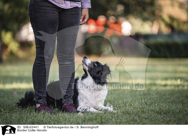 Border Collie Hndin / SIB-02441