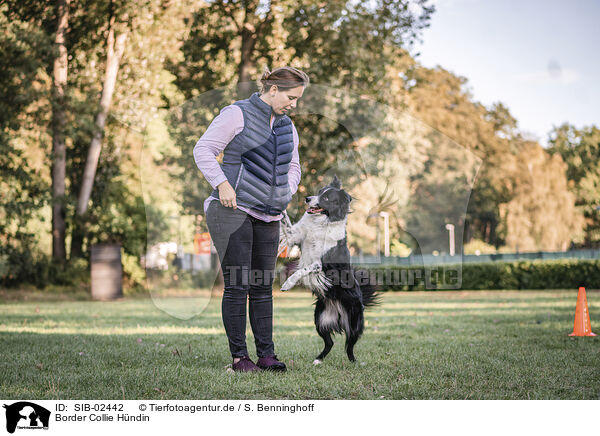Border Collie H�ndin / female Border Collie / SIB-02442