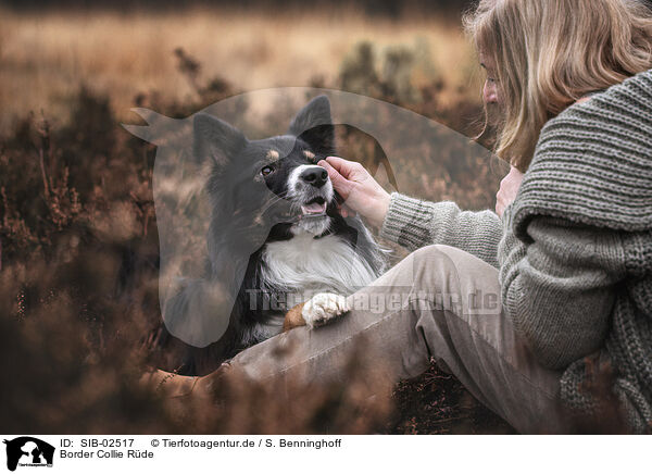 Border Collie Rde / male Border Collie / SIB-02517