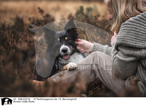 Border Collie Rde / male Border Collie / SIB-02518