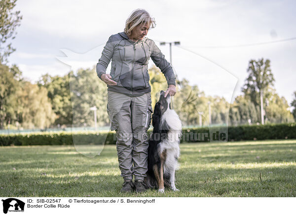 Border Collie Rde / male Border Collie / SIB-02547