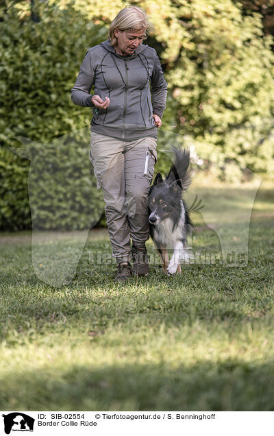 Border Collie Rde / male Border Collie / SIB-02554