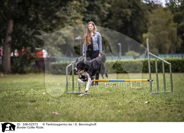 Border Collie Rde / SIB-02573