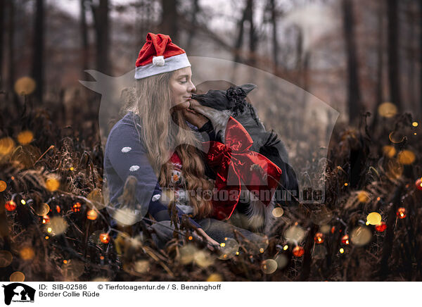 Border Collie Rde / SIB-02586