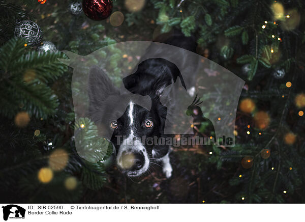 Border Collie Rde / male Border Collie / SIB-02590