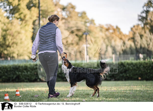 Border Collie Rde / male Border Collie / SIB-02612